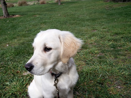 Recent phone pictures, including arrival in Inverness, Scotland. Plus walk with Jos, boys, Luna, and Mitchell-Thorpes...