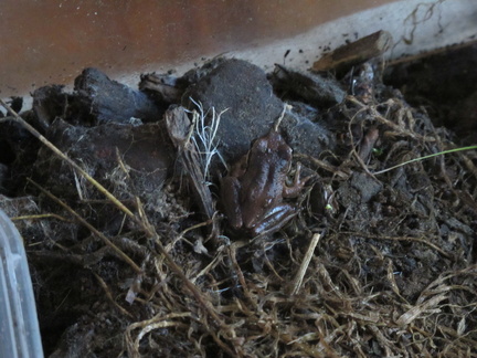An actual Brown Tree Frog