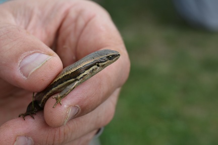 DSC_8313.JPG