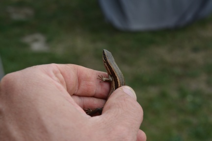 DSC_8316.JPG