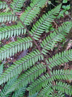 img_20240116_094731.jpg
