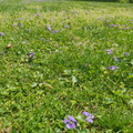 img_20240410_124137.jpg